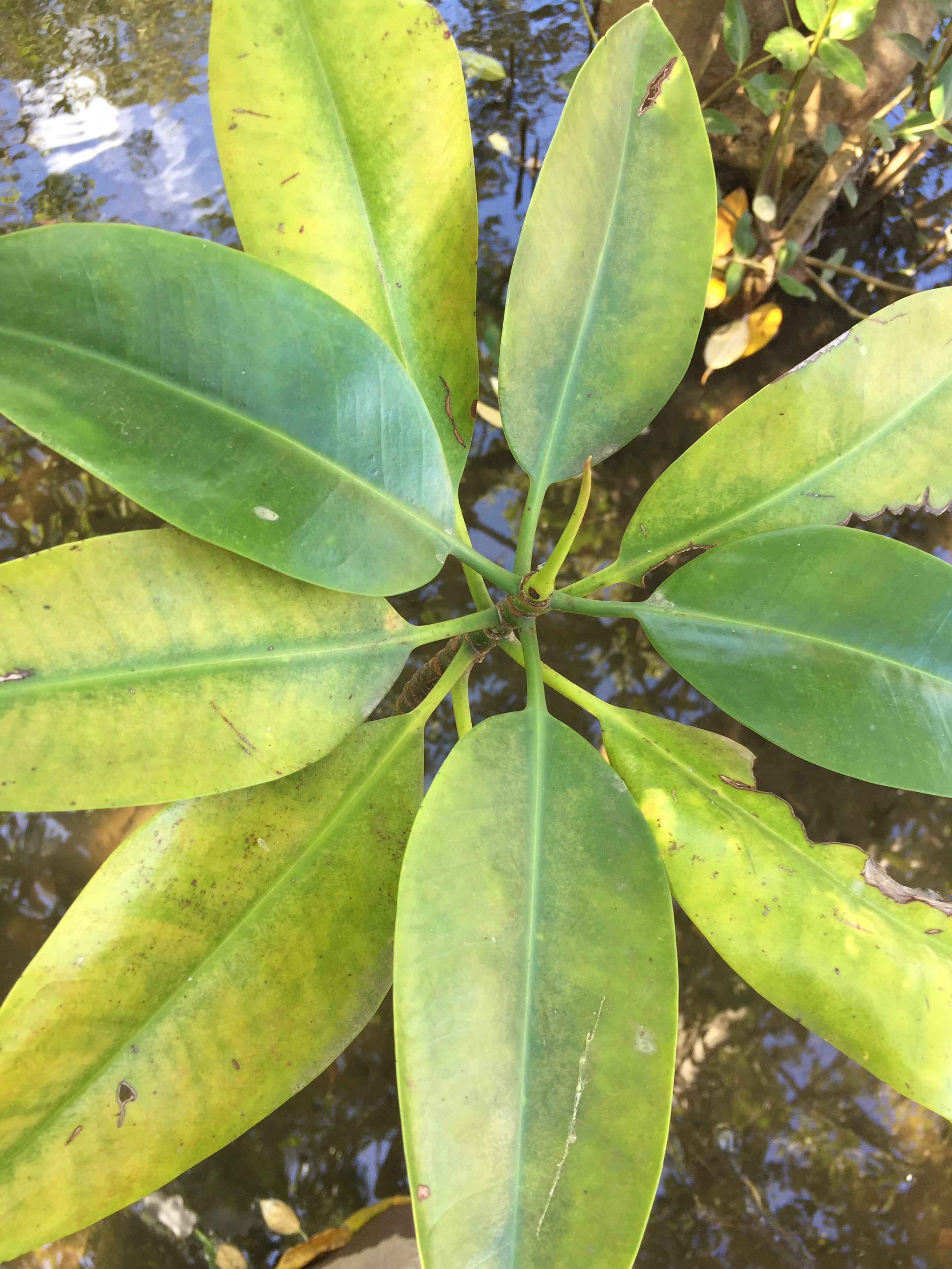 Give a Tree, Support a Fisherman - Mangrove Reforestation in Lobo, Batangas and Abatan Bohol
